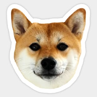 Lilly the Shiba Inu Cute Face Close Up Sticker